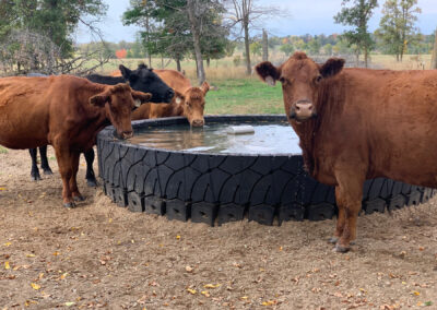 Cows drinking from their water pool